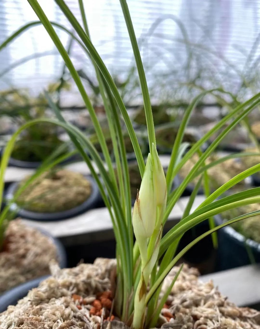 莲瓣兰艺草珍品金镶玉,花型端庄,清香优雅,花艺双全,魅力十足