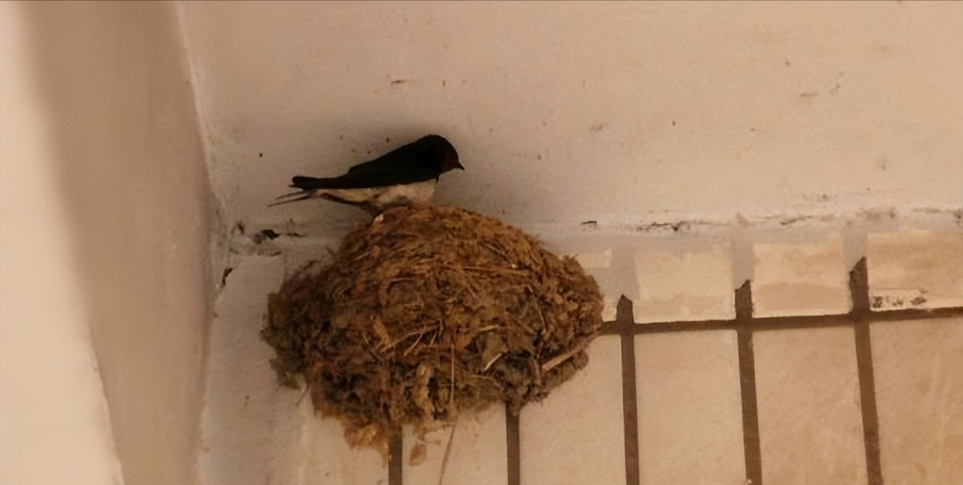 燕子为什么喜欢在人类屋檐下筑巢?燕子来家里搭窝到底是好是坏?