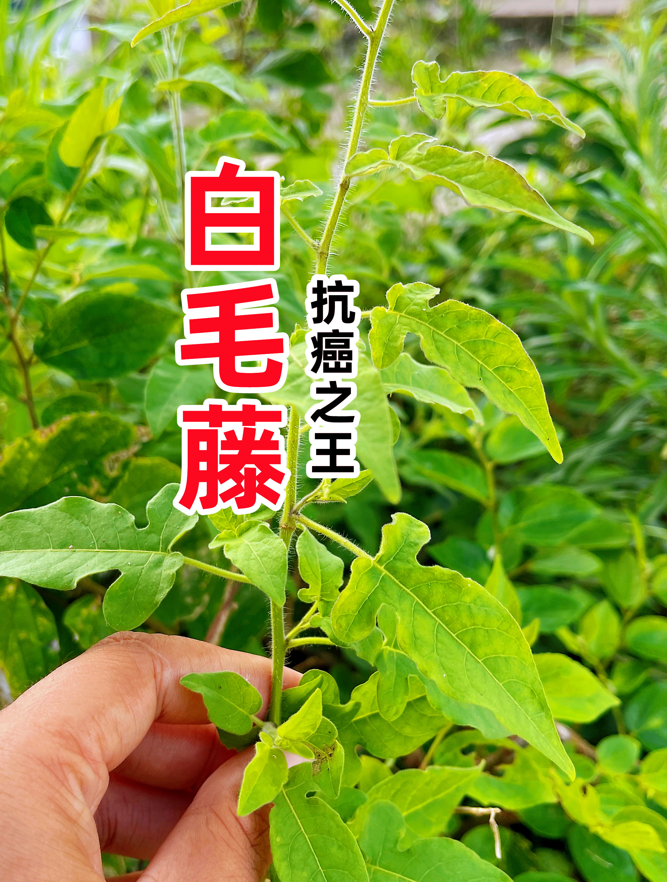 民间不可多得的中草白毛藤,它的用途很强大,解决男女生活大烦恼