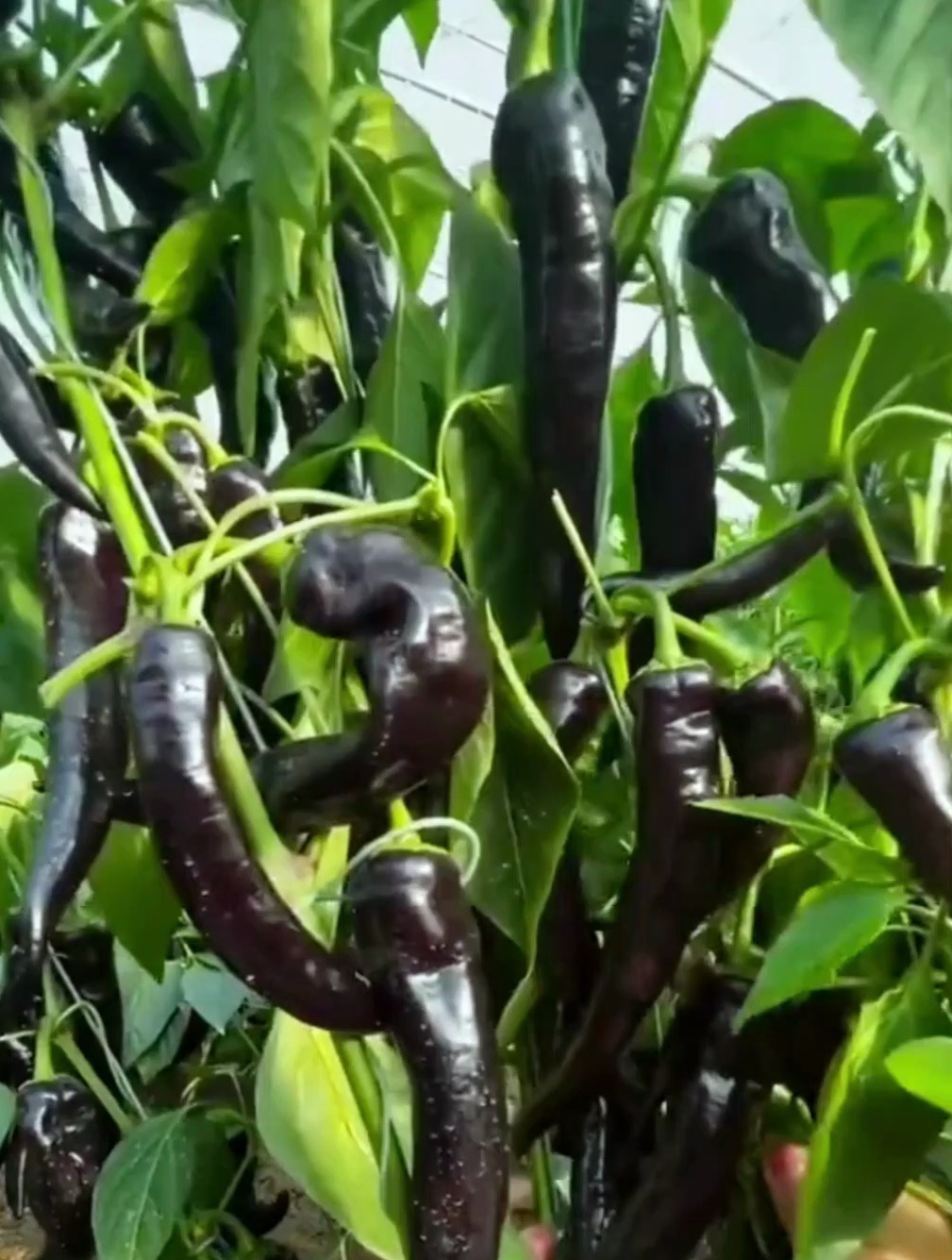 它就是辣椒界的"紫美人",吃了不上火不冒痘,对女孩子友好!