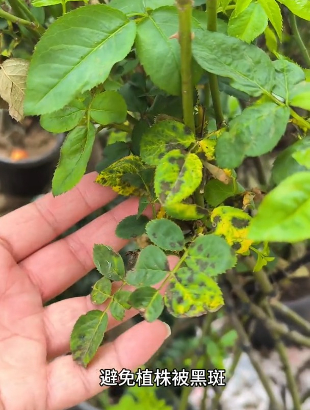 月季得了"黑斑病"别着急,拿这个一喷不仅治病,花苞更硕大了