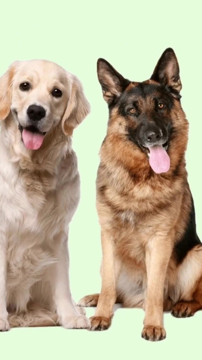 德牧和金毛混血狗子是不是很帅气