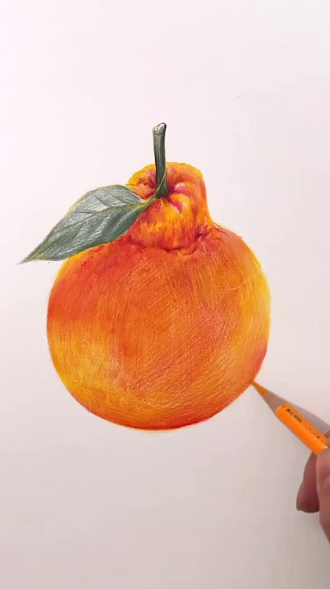 彩铅画你们知道丑橘的别名吗