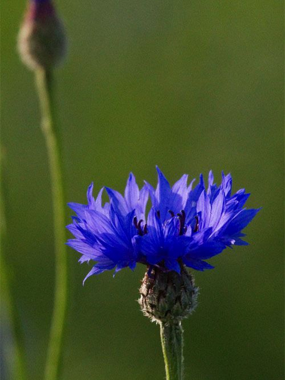 蓝色矢车菊是来自一位痴情于爱情的公主.