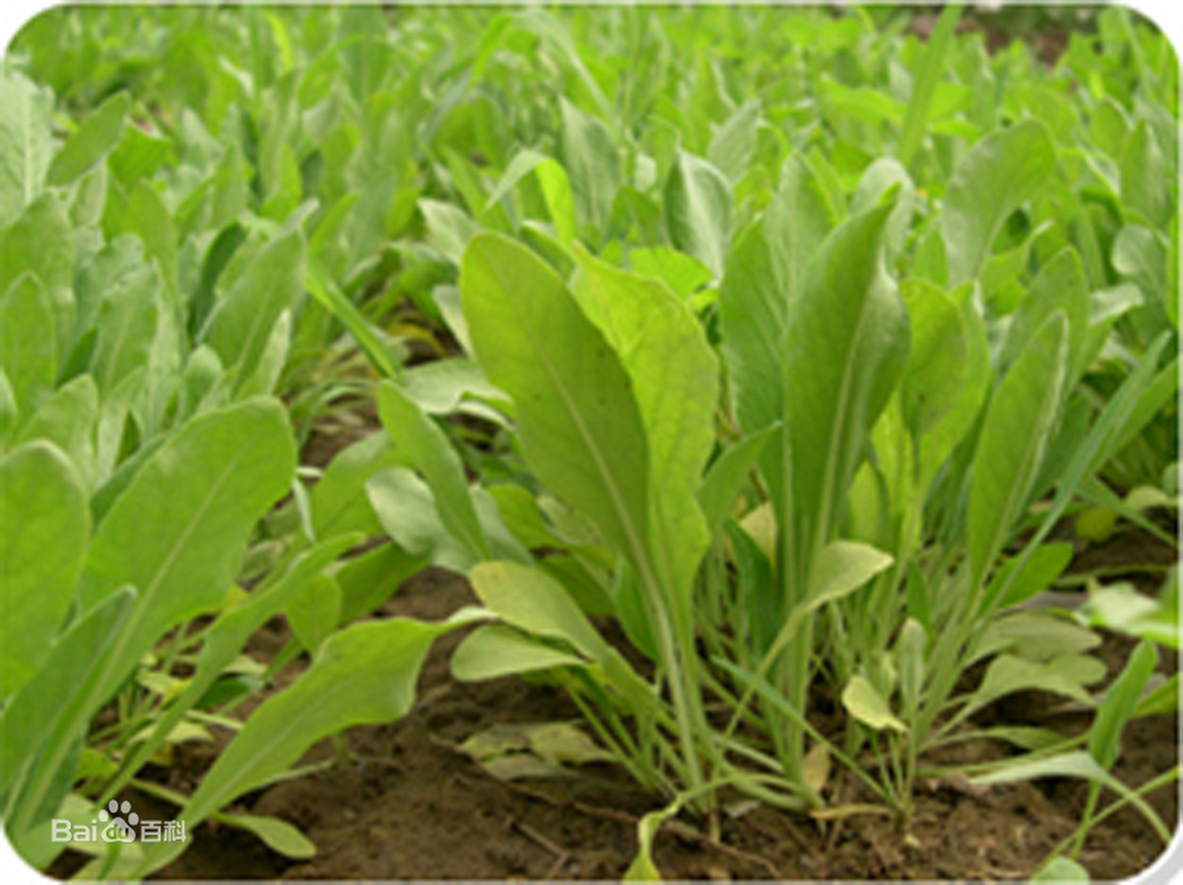 你们知道大青叶是啥吗,大青叶是板蓝根的叶子,有清热解毒,凉血消斑的