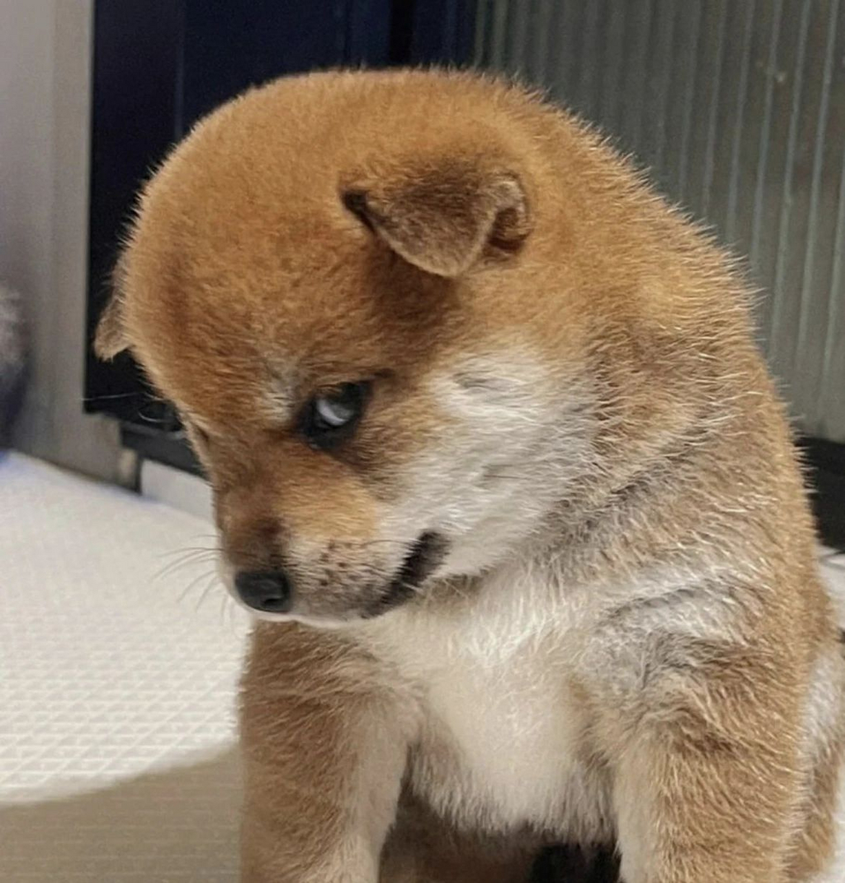 瞪人的狗狗是要抓去挖煤的哟.[坏笑]#我家萌宠成精了# 萌宠