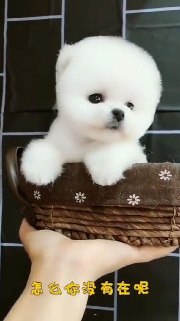 呆萌可爱的小狗狗来啦,你们喜欢吗