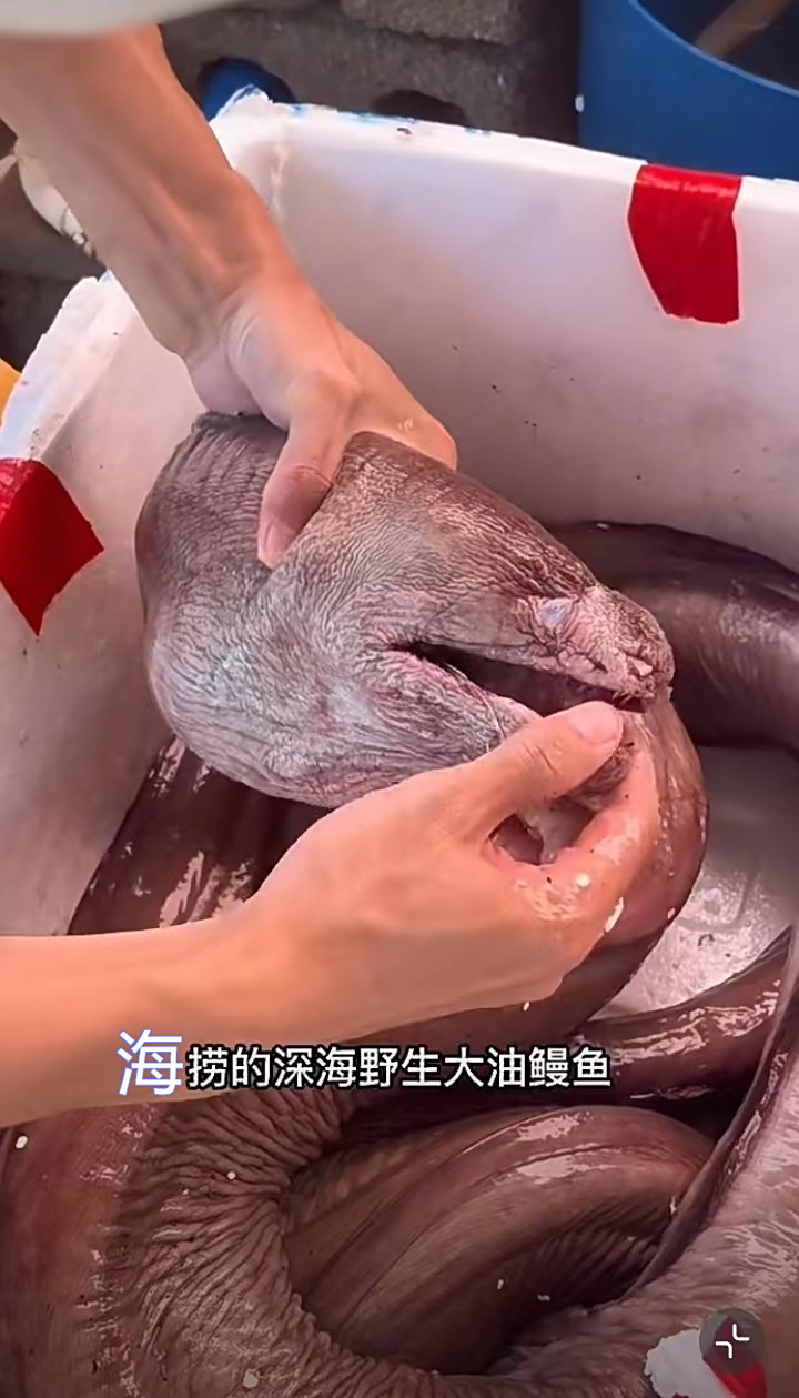 野生大油鳗一般人还真没见过!