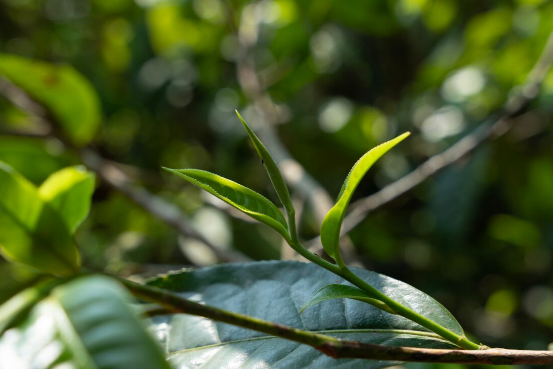 景邁山茶特點香氣突出甜味明顯澀感重獨有的蘭花香