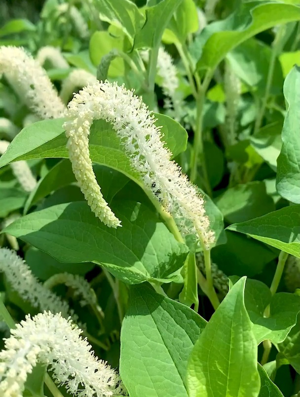 三白草,别名塘边藕,三白草科三白草属湿生草本植物