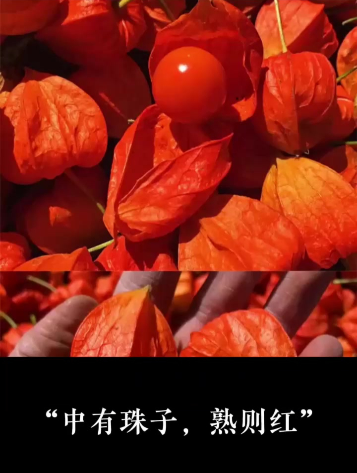 中国传统色洛神珠与唇纱都美得让人心动 怎么能不拥有-度小视