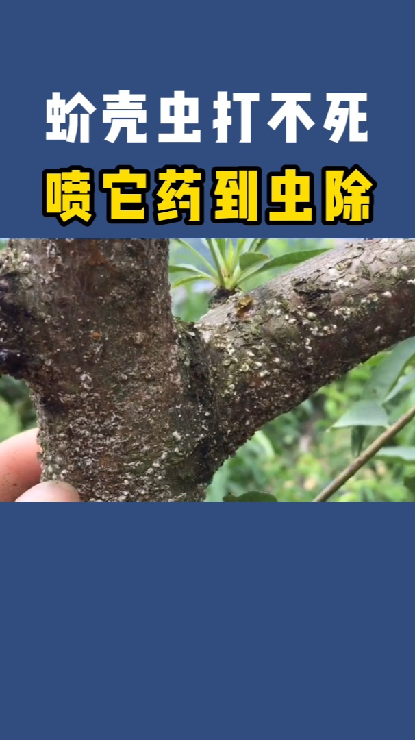蚧壳虫打不死喷它药到虫除