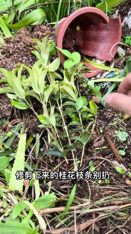 用这个方法扦插桂花,生根快,成活率高-度小视