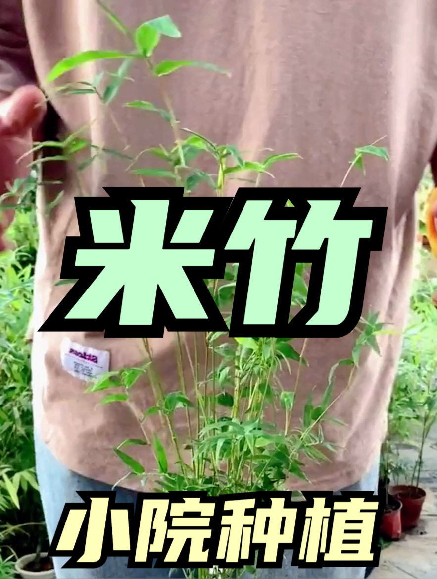 米竹如何修剪?掌握这个"方法",生长旺盛,一年四季绿油油!
