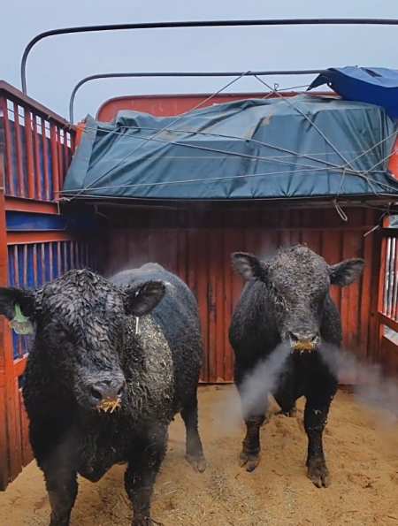 天气变冷牛鼻孔上直喷热气,网友:终于见识到"牛气冲天"-度小视