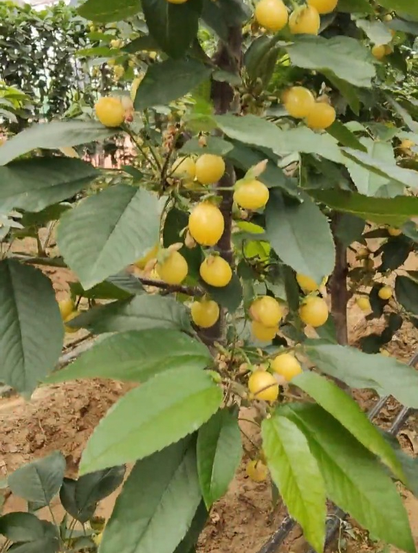 蜜泉大樱桃品种介绍图片