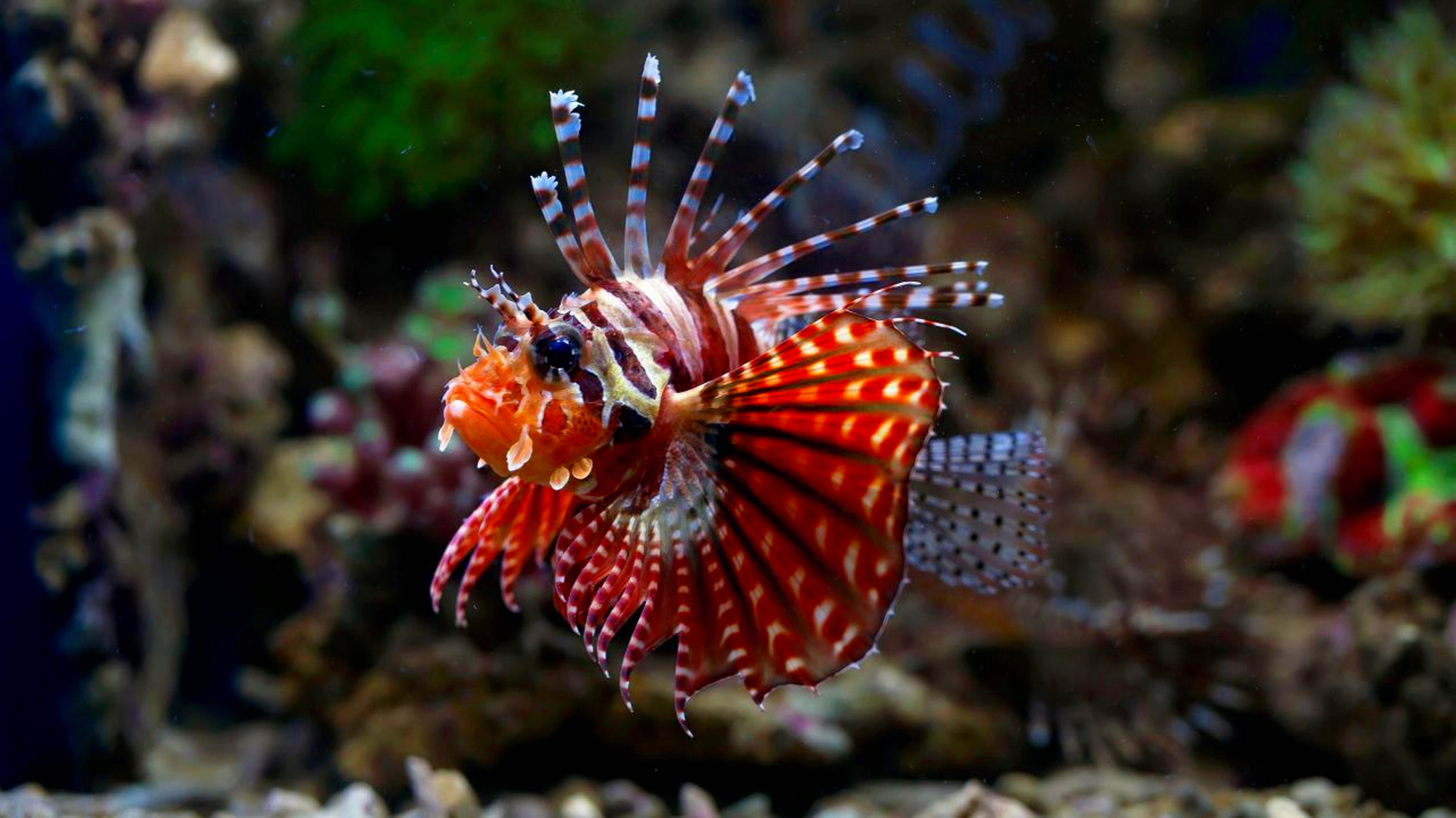 【入侵物种——狮子鱼】 狮子鱼,一种原产于印度洋地区的食肉鱼类.