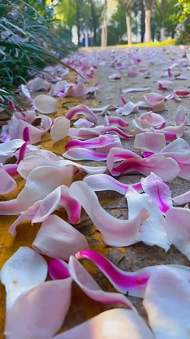 娱乐治愈风景:起风了,玉兰花一片片飘落,时光匆忙