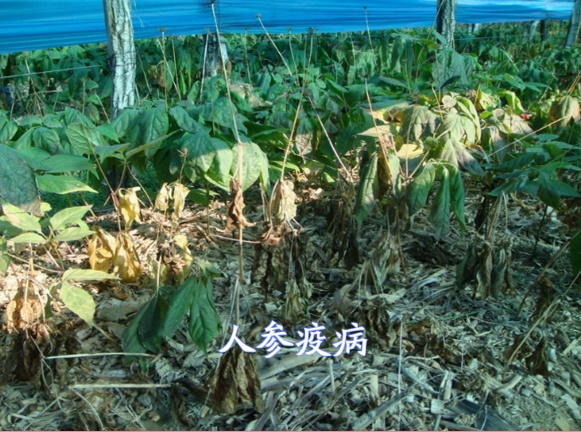 人参病害汇总,看图说话,一看就会,教会你认识15种人参病害
