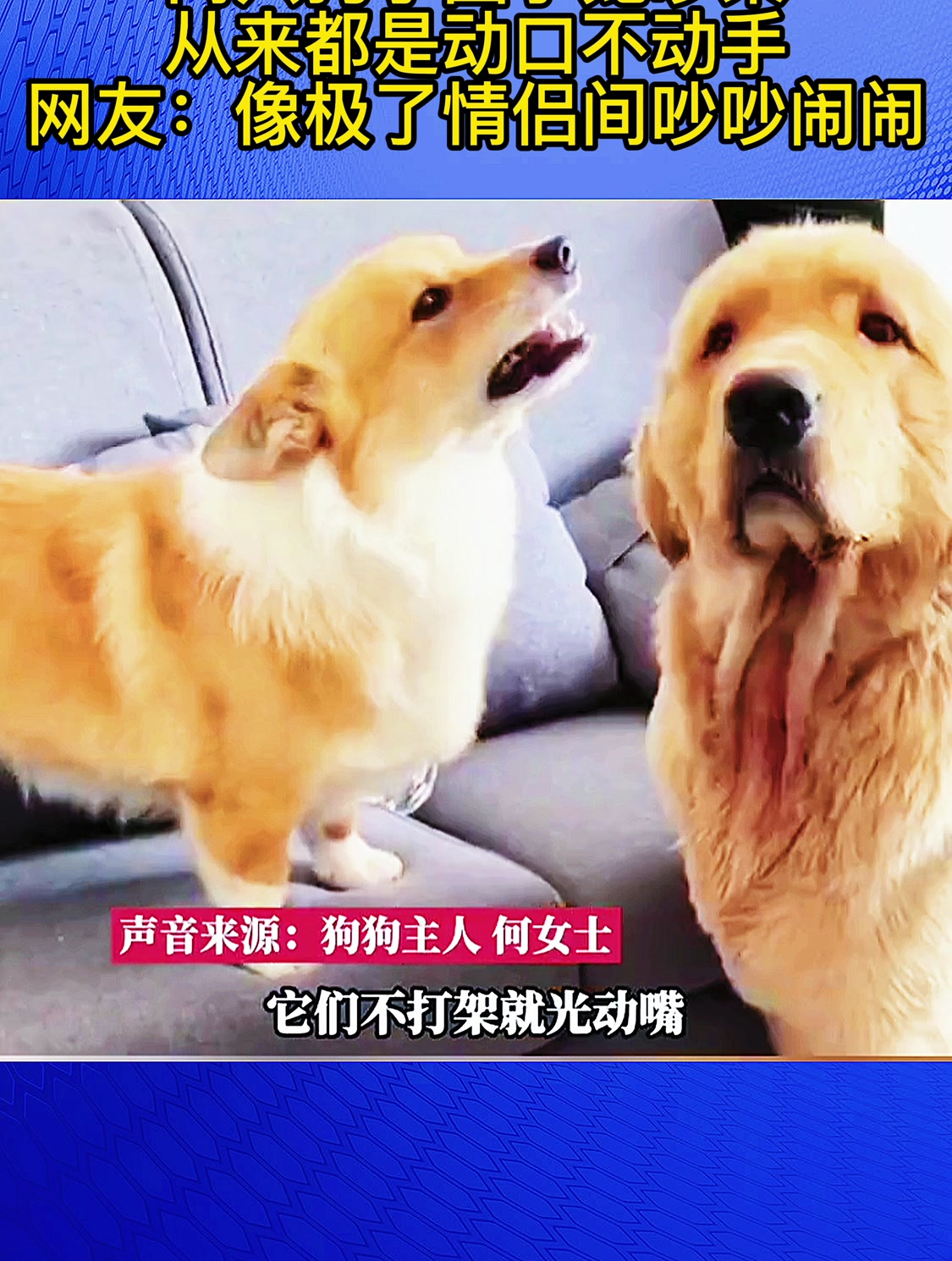 两只狗子因争宠吵架从来都是动口不动手网友像情侣吵吵闹闹