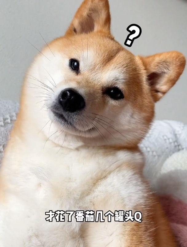 番茄:就离谱……柴犬 家有傻狗