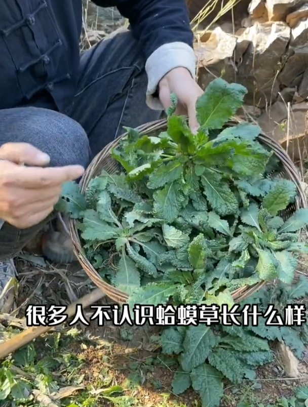 荔枝草的药用价值图片