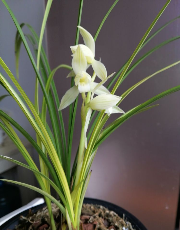莲瓣兰素花佳品——瑞雪,花色洁白,清纯素雅,兰香十足花艺双全