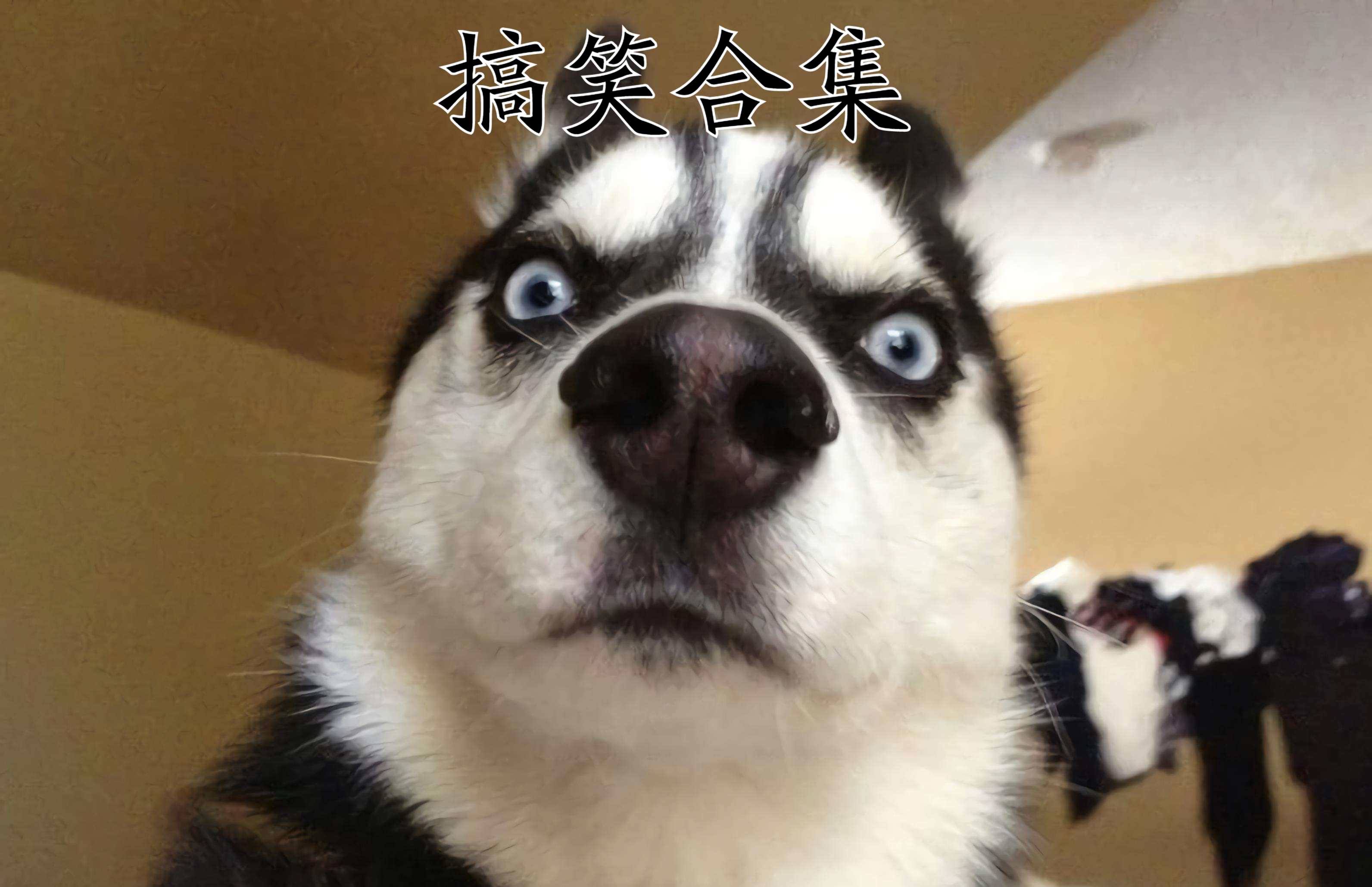 搞笑gif:宠磊九郎上线了,努力说相声,就是为让二爷吃到螺蛳粉