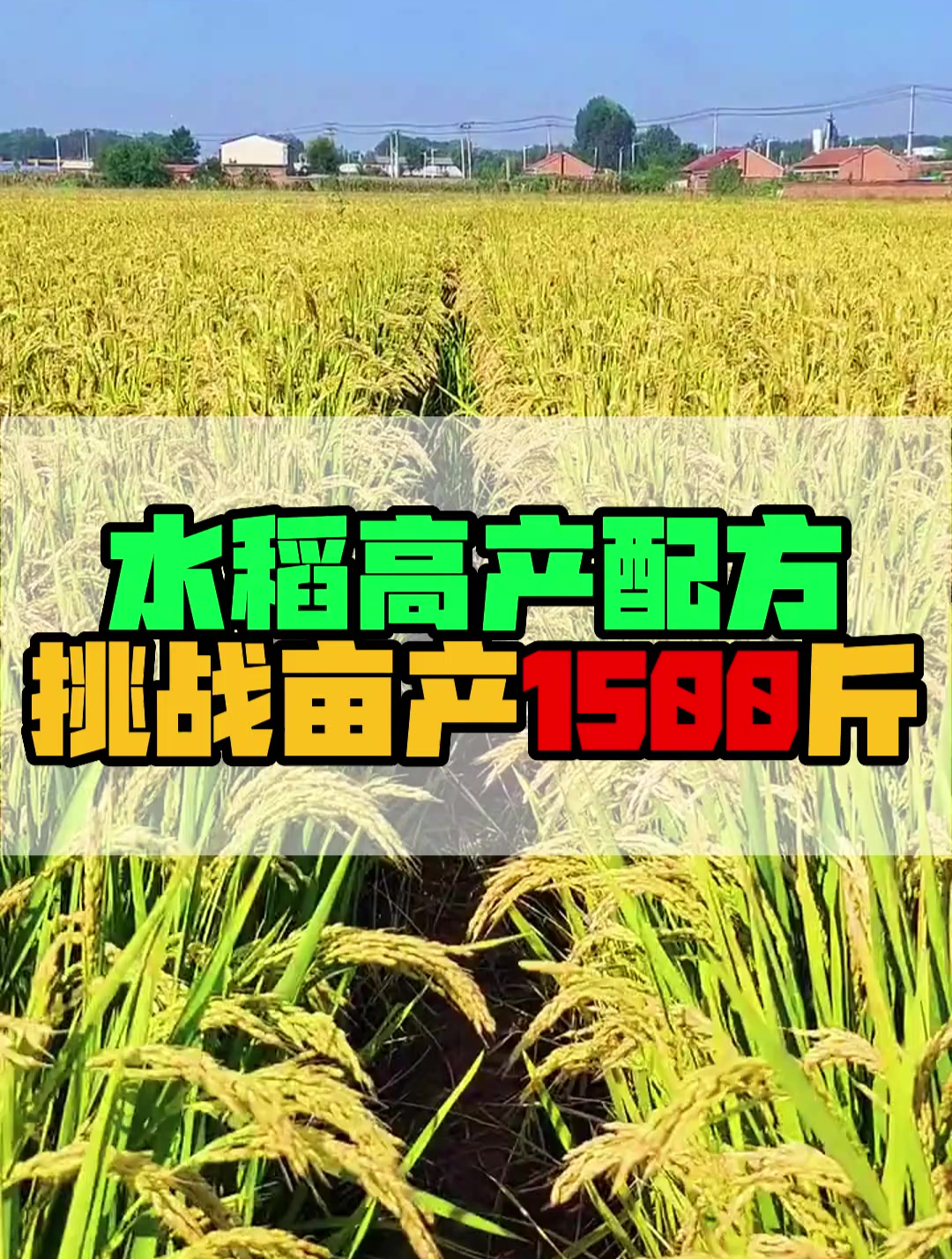 让水稻亩产1500斤的膨大剂!