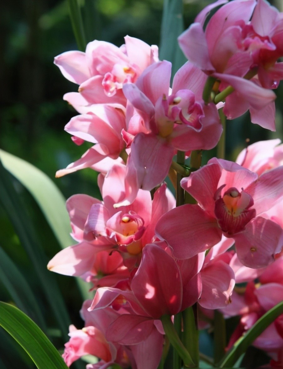 建兰"香妃",阳台再小也要养一株,芬芳怡人,极美香妃