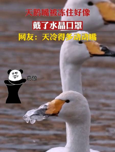 天鹅嘴被冻住好像戴了水晶口罩,网友:天冷得多动动嘴-度小视