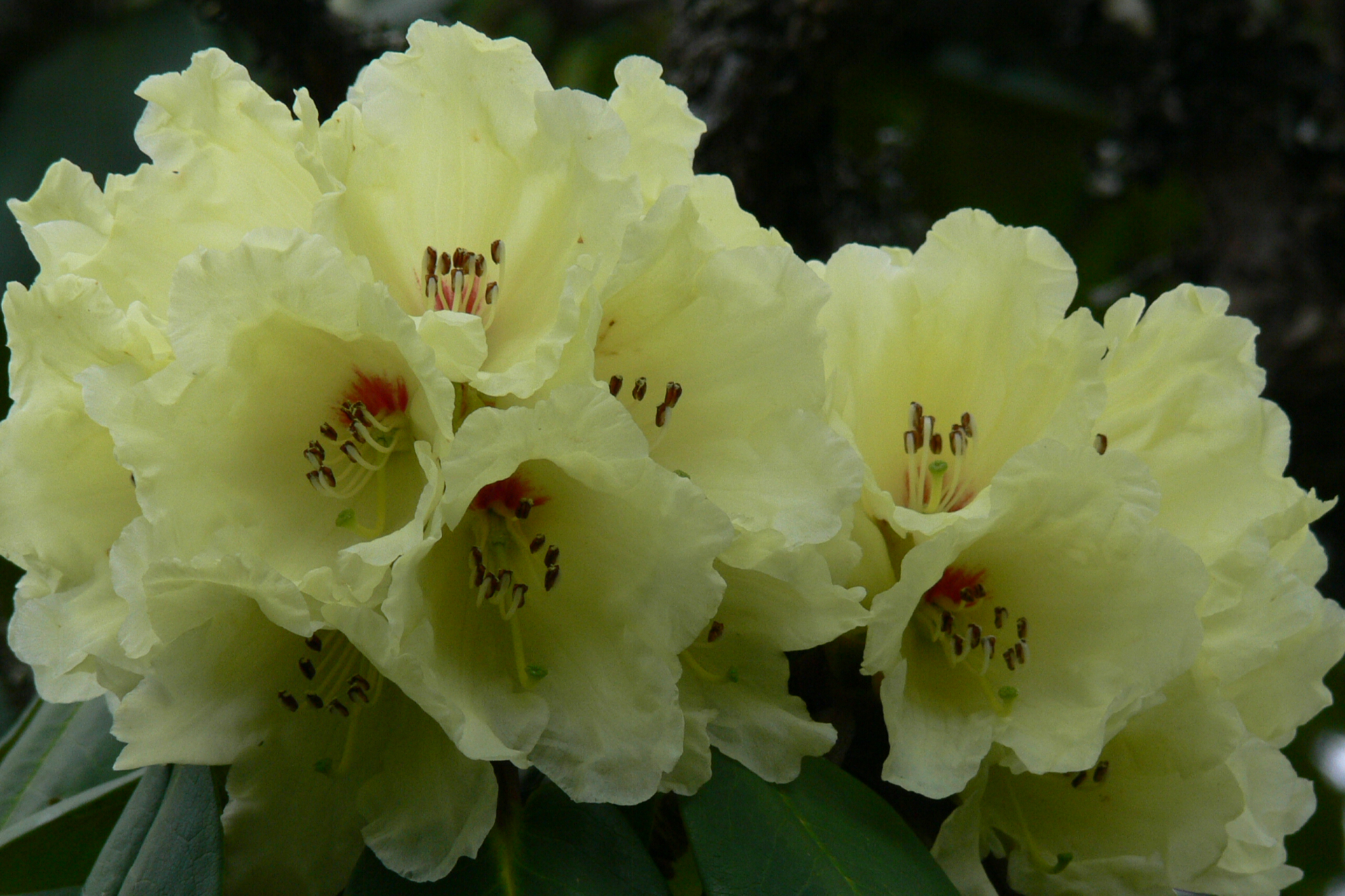 杜鹃花,又名映山红,山石榴,春季开花,花色繁茂艳丽,色彩鲜艳,形态优雅