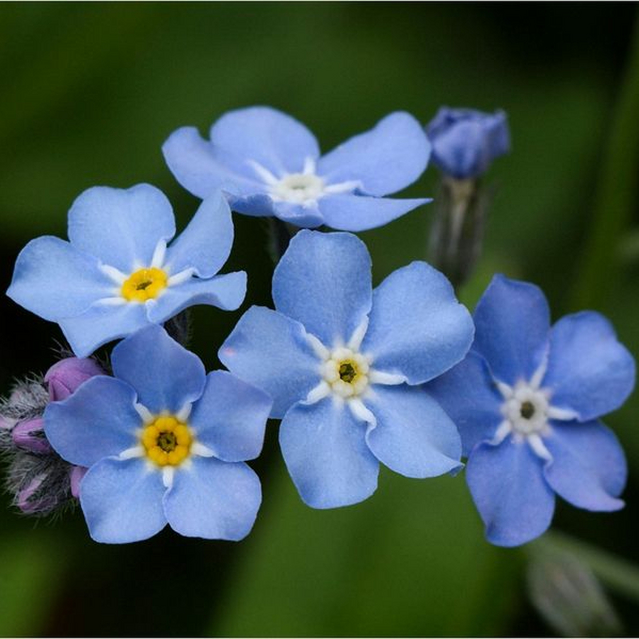 蓝色的勿忘我花