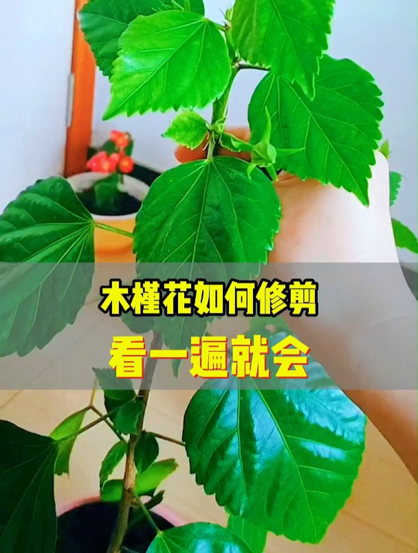 木槿怎么修剪图片