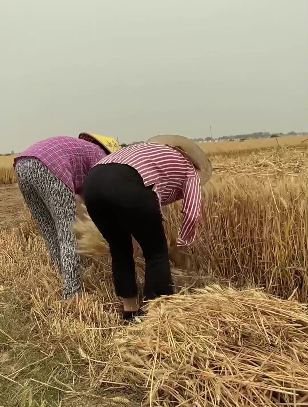 80年代割麦子的场景你还记得吗-度小视