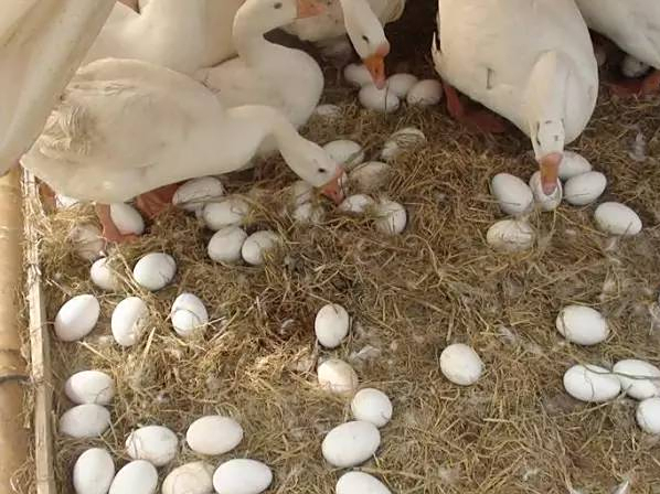 养殖蛋鹅哪个品种好产蛋高?怎么增加产蛋量