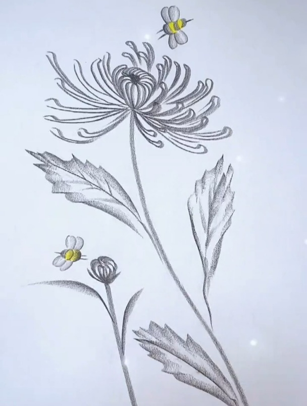 分享炭笔简单画菊花,喜欢的一起来画