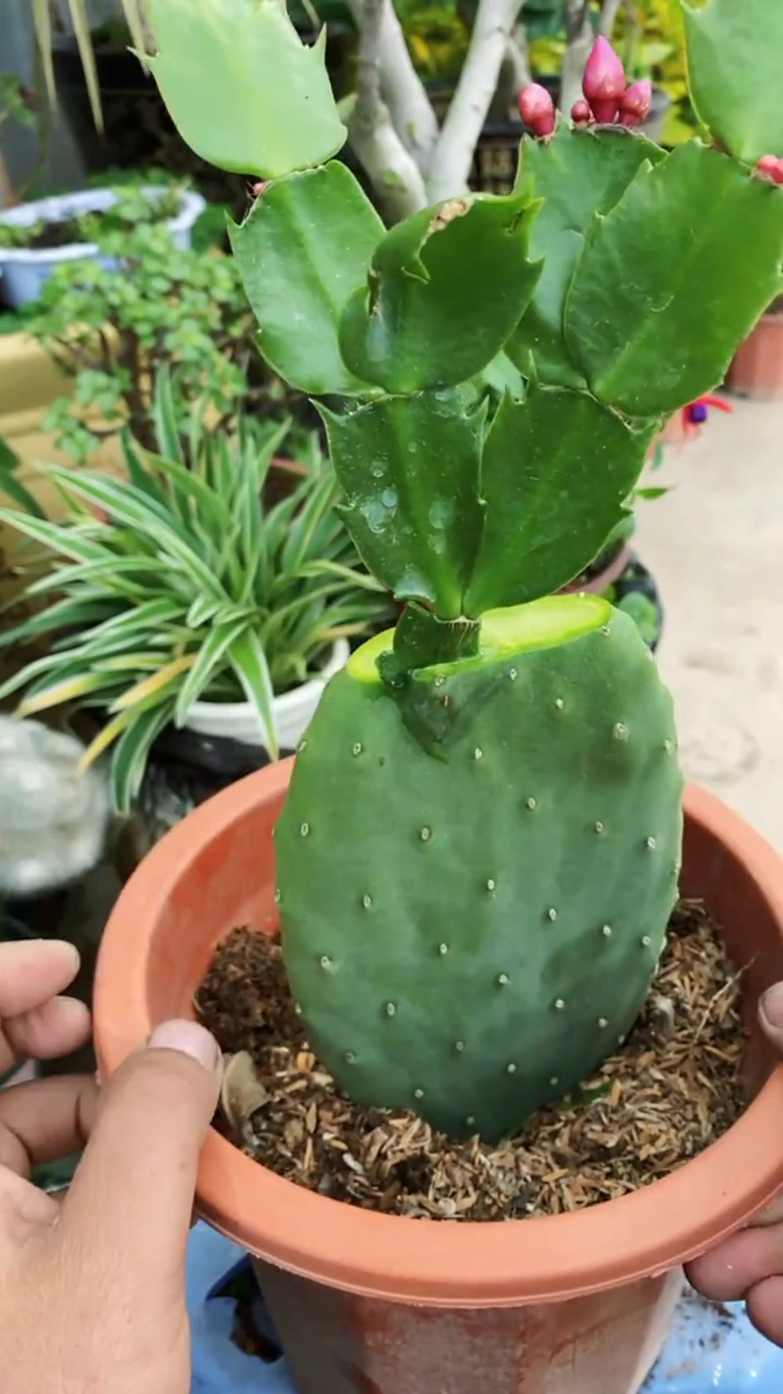 仙人掌嫁接蟹爪兰在温暖的阳台上这样的仙人掌生长速度很快