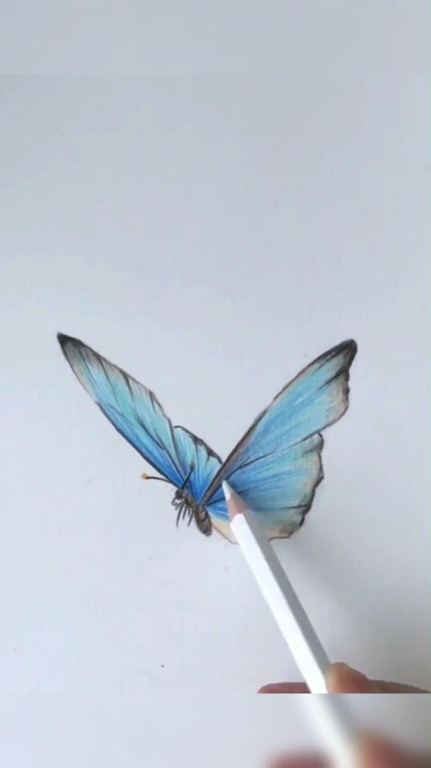 蓝色的蝴蝶-彩铅笔绘画