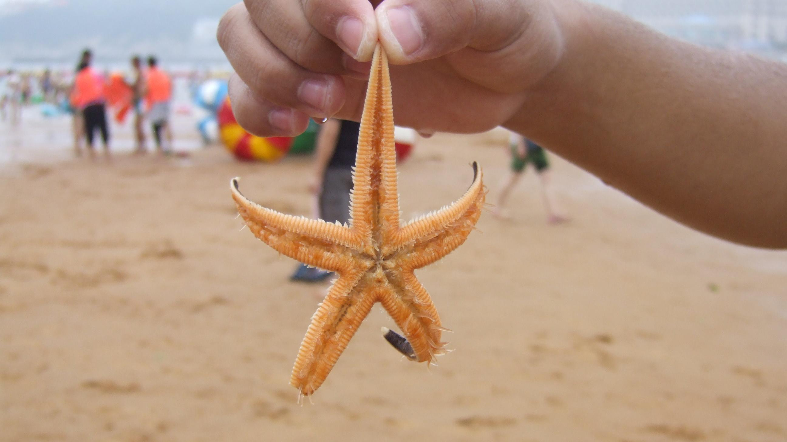 小美人鱼身上挂的海星,是死的还是活的呢?