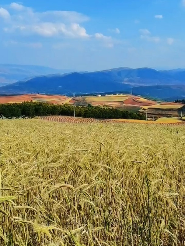 蓝天白云,麦浪红土,满满的浪漫气息
