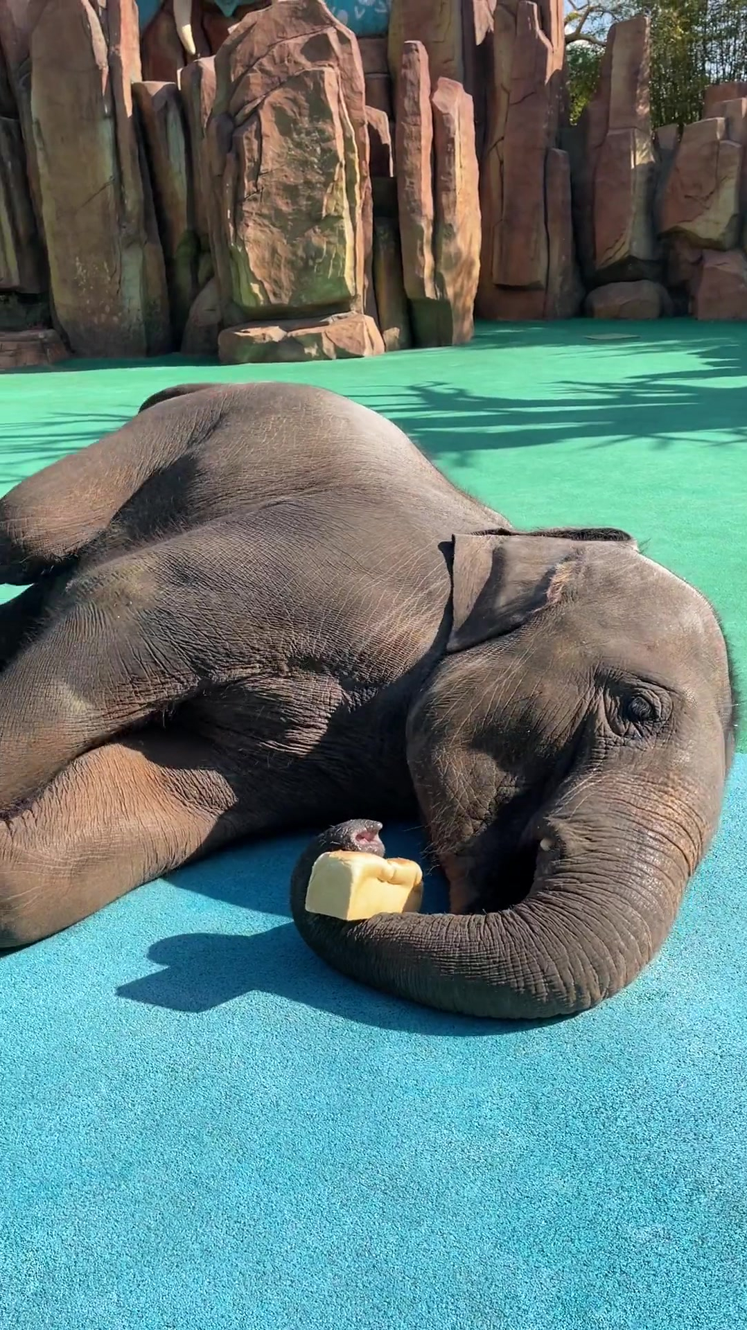 大象睡觉的姿势图片
