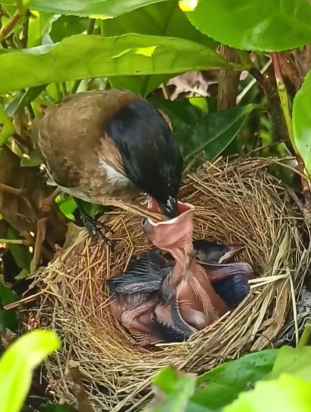小鸟妈妈捉虫回来喂食,宝宝还会翘屁股给妈妈清理垃圾!-度小视