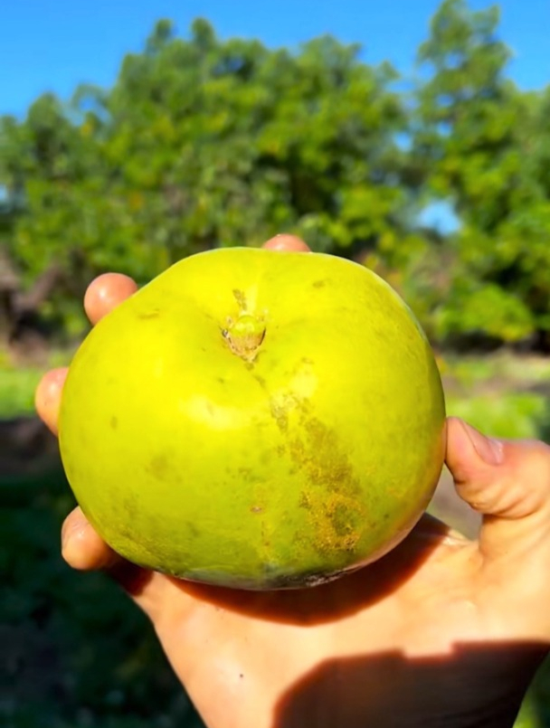 白柿子传闻中的冰淇淋果