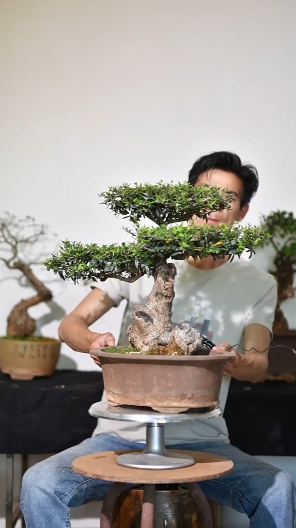 尖叶木樨榄《录品记-盆景李相录》