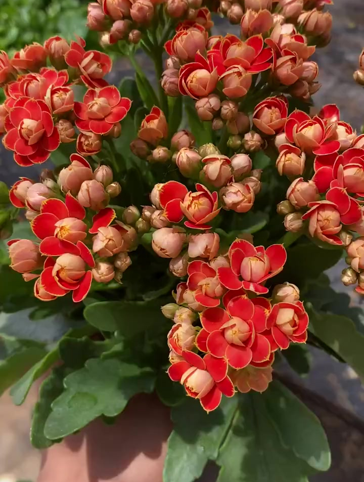 金狐狸长寿花太美了