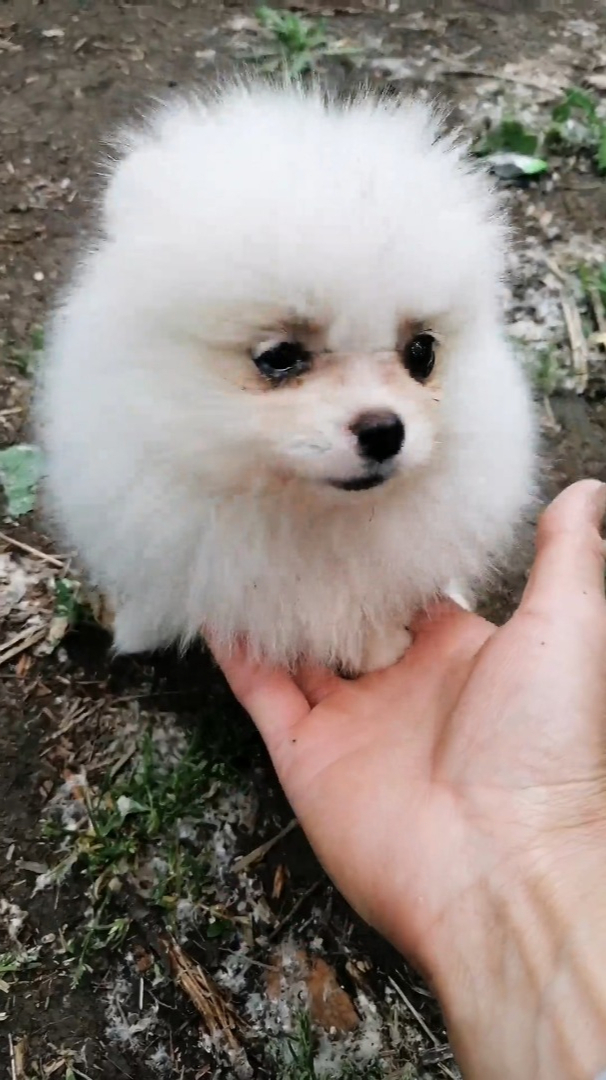 一只熊版的小博美狗,好可爱啊!-度小视