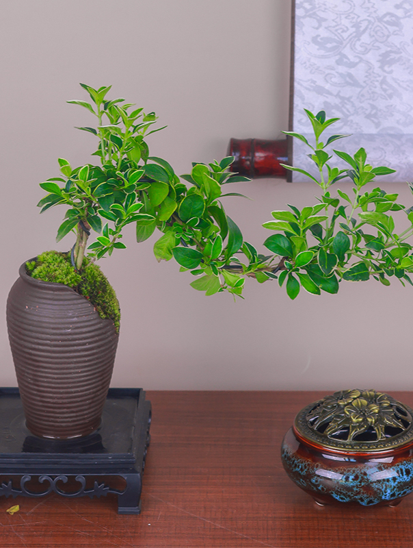 悬崖金边六月雪造型,好养易活 室内室外 会开花会结果比香水还香