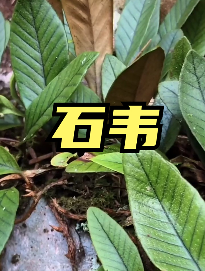 石韦,民间叫它排石草,一种长在石头和树上的植物,很有用-度小视