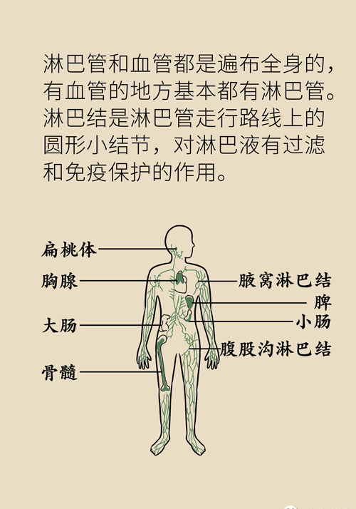 小腿有淋巴结吗图片图片